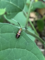 Nemophora aurifera