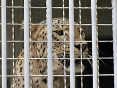 Panthera pardus tulliana