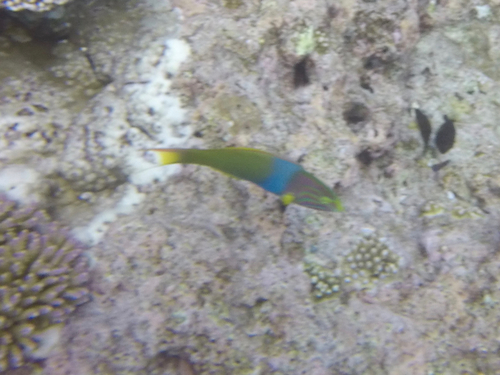 Thalassoma lutescens