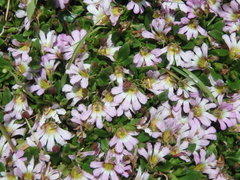Scaevola hookeri