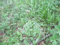 Valeriana alternifolia