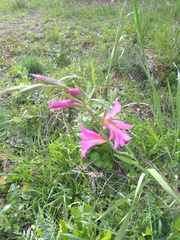 Gladiolus illyricus