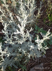 Artemisia nitrosa