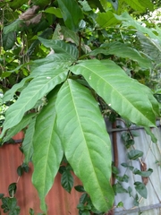 Saraca asoca