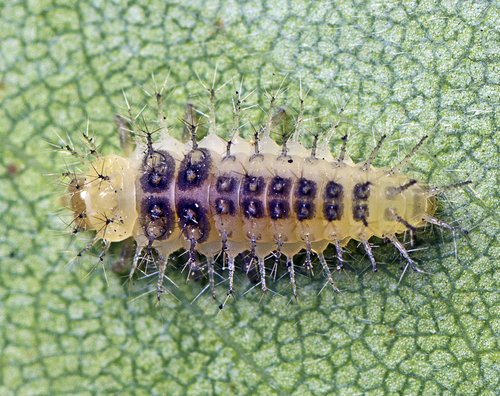 Steelblue Lady Beetle (Halmus chalybeus), a species recorded in Hawaii