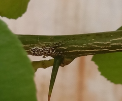 Phintelloides versicolor