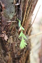Tmesipteris tannensis