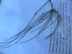 Ephedra antisyphilitica