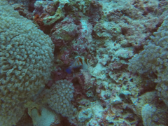 Cirrhitichthys falco