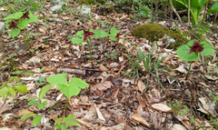 Trillium erectum erectum