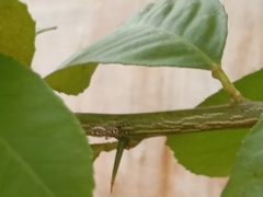 Phintelloides versicolor