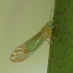 Eucalyptolyma maideni