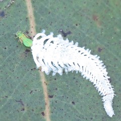 Eucalyptolyma maideni