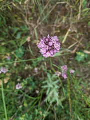 Allium erubescens