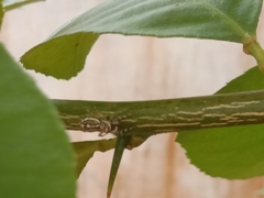 Phintelloides versicolor