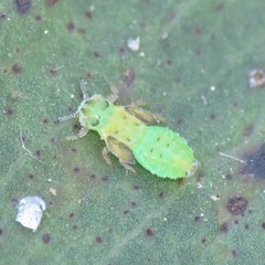 Eucalyptolyma maideni