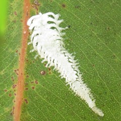 Eucalyptolyma maideni