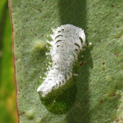 Eucalyptolyma maideni
