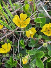 Potentilla stolonifera