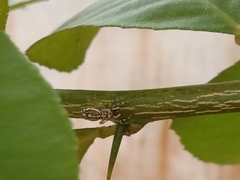 Phintelloides versicolor