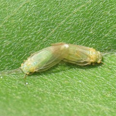 Amorphicola amorphae