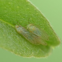 Amorphicola amorphae