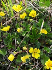 Potentilla stolonifera