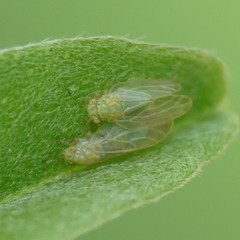 Amorphicola amorphae