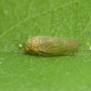 False Indigo Psyllid - Photo (c) C. Mallory, some rights reserved (CC BY-NC), uploaded by C. Mallory