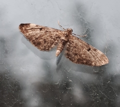 Eupithecia columbiata