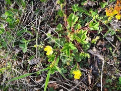 Potentilla stolonifera