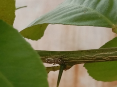 Phintelloides versicolor