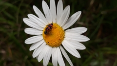 Trichodes leucopsideus