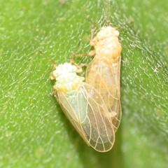 Amorphicola amorphae