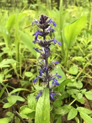 Ajuga reptans