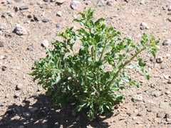 Raphionacme haeneliae
