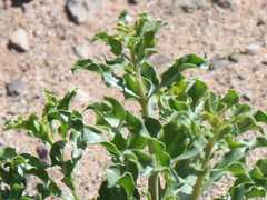Raphionacme haeneliae