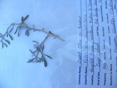 Forestiera angustifolia