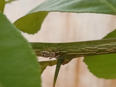 Phintelloides versicolor