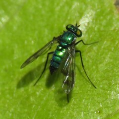 Condylostylus occidentalis