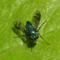 Condylostylus occidentalis
