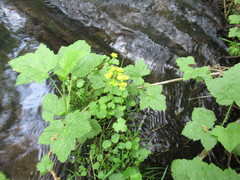 Chrysosplenium serreanum