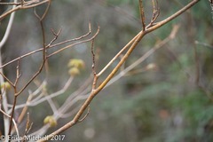 Aurantioporthe corni