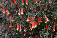 Correa reflexa scabridula