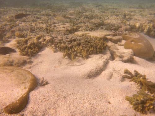 Halichoeres trimaculatus