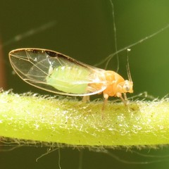 Bactericera minuta