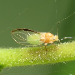 Bactericera minuta