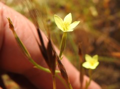 Centaurium maritimum