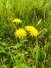 Crepis biennis