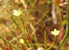 Centaurium maritimum